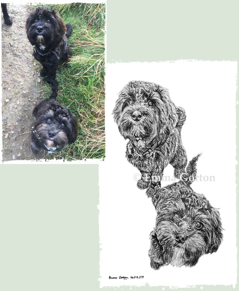 charcoal-portrait-cockerpoo-hadley-and-hudson-1