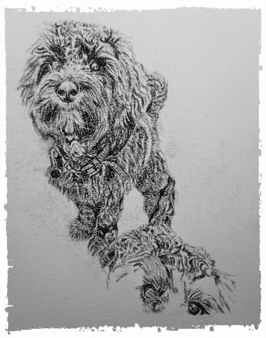 charcoal-portrait-cockerpoo-hadley-and-hudson-4