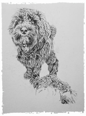 charcoal-portrait-cockerpoo-hadley-and-hudson-5