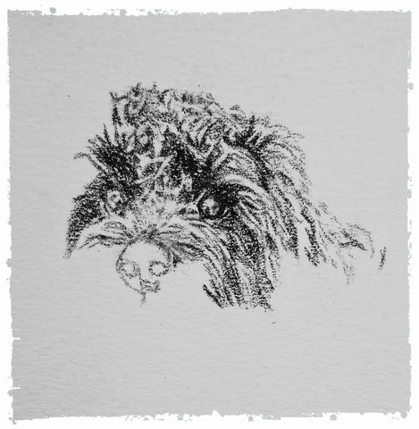 charcoal-portrait-cockerpoo-hadley-and-hudson-9