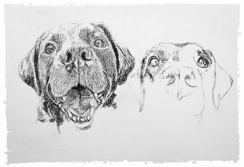 charcoal-portrait-labrador-bella-and-tess-5