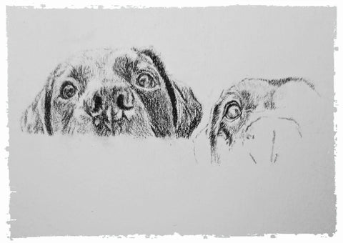 charcoal-portrait-labrador-bella-and-tess-7