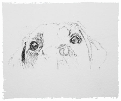 charcoal-portrait-labrador-bella-and-tess-9