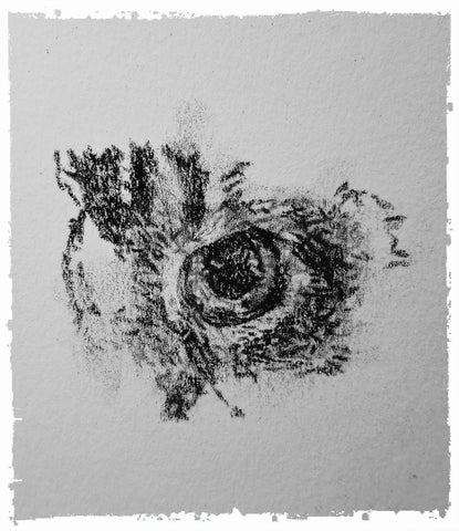 charcoal-portrait-mickey-cat-5