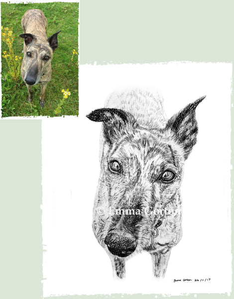 charcoal-portrait-mollie-greyhound-2