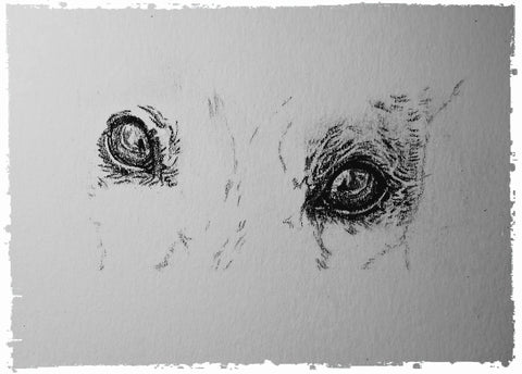 charcoal-portrait-mollie-greyhound-4