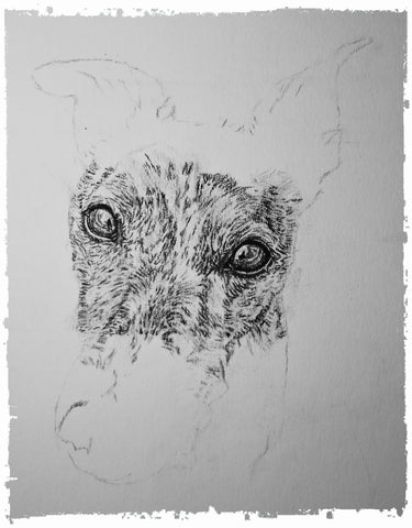 charcoal-portrait-mollie-greyhound-5
