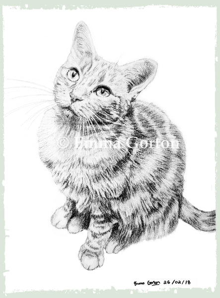 charcoal-portrait-phoebe-cat