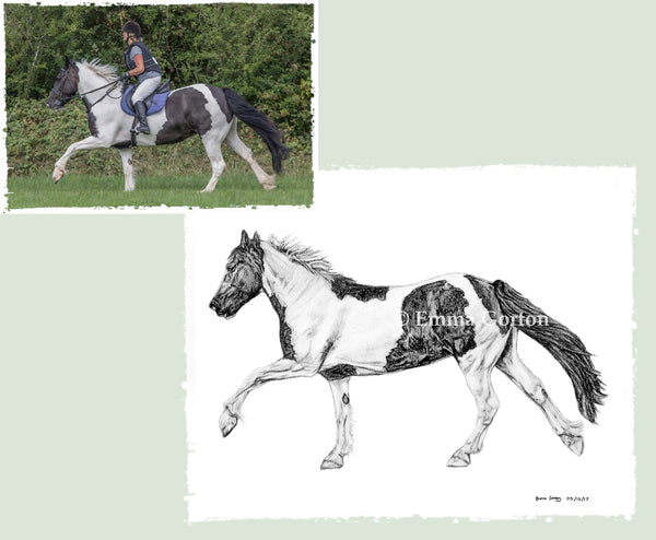 charcoal-portrait-piebald-horse-bebe-1