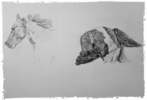 charcoal-portrait-piebald-horse-bebe-3