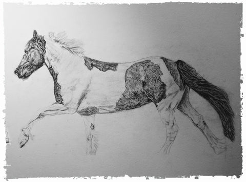 charcoal-portrait-piebald-horse-bebe-6