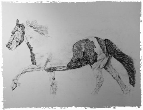charcoal-portrait-piebald-horse-bebe-7