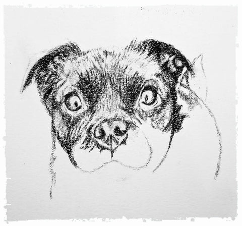 charcoal-portrait-pug-westie-10