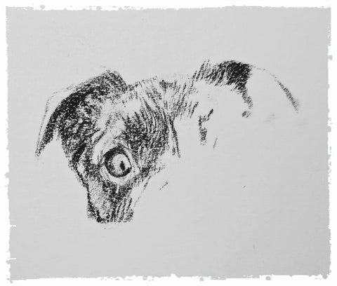 charcoal-portrait-pug-westie-12