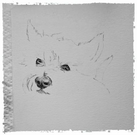 charcoal-portrait-pug-westie-6