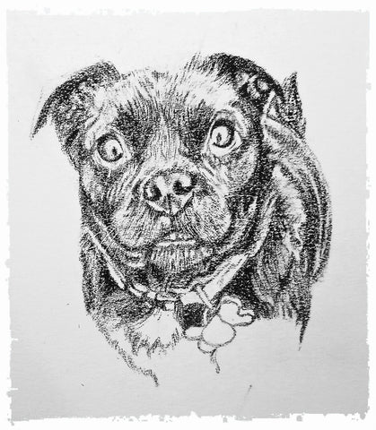 charcoal-portrait-pug-westie-8