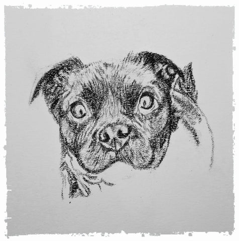 charcoal-portrait-pug-westie-9