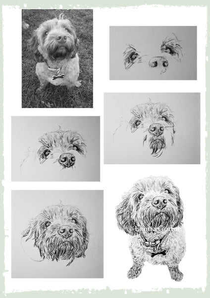 charcoal-portrait-sadie-terrier