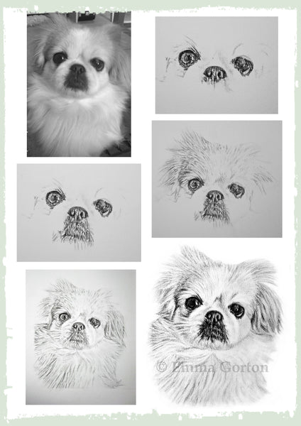 charcoal-portrait-small-dog-maple