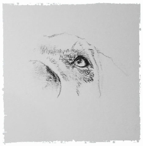 charcoal-portrait-weimaraner-6