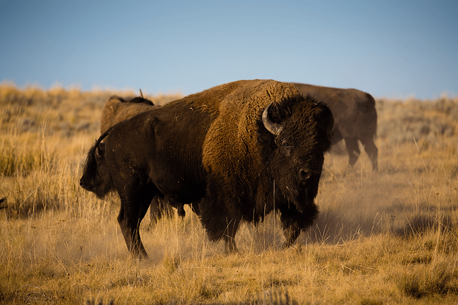 Bison staring at the camera while two bison roam in the background