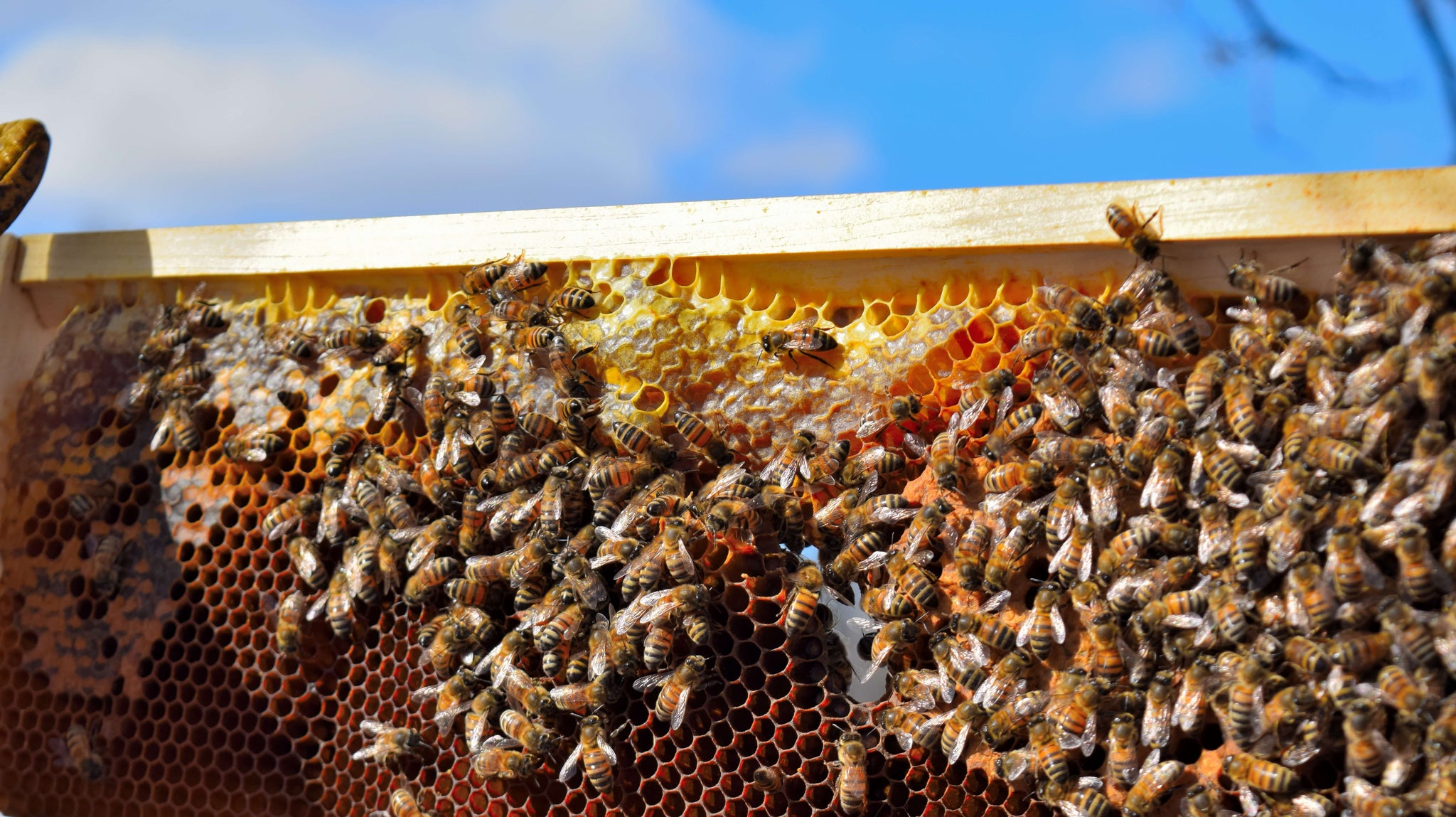 A frame full of live honey bees 