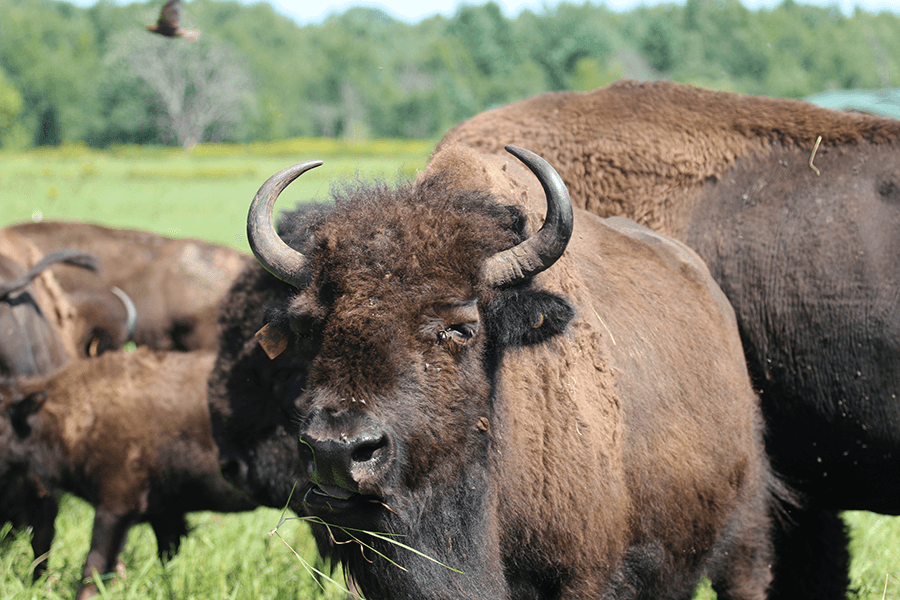 Close of a bison with other bison roaming in the background.