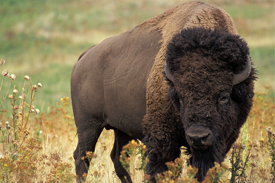 Brown bison on grassland