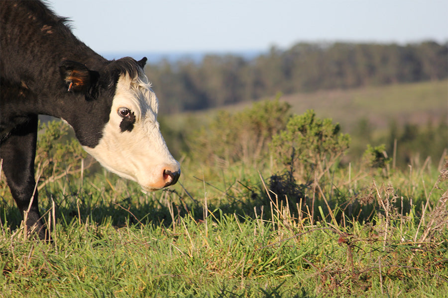 Black cow with white face grazing on pasture 