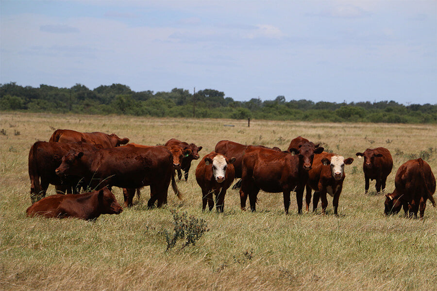 Cattle graze in the pastures of Menard River Farm. 