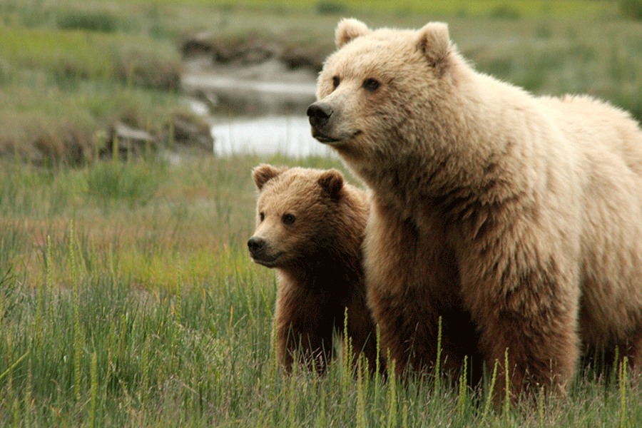 Grizzly Bear Mama with Cub
