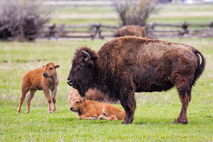 Mama bison with baby bison