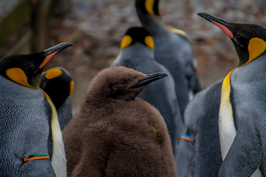 Penguin with baby penguin