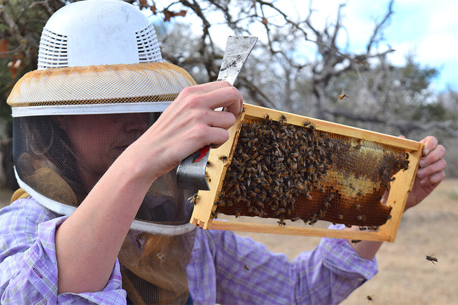 Woman holding panel with live honey bees