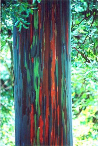 Rainbow Eucalyptus Tree Seeds (30 seeds)