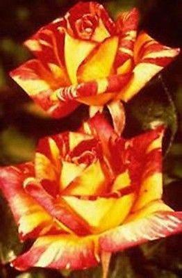 Meteor Shower Rose (10 Seeds)