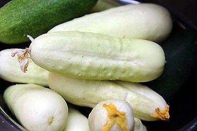White Cucumber (20 Seeds)
