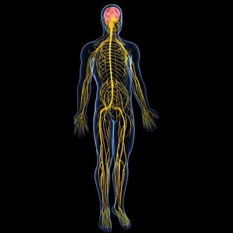 Central Nervous System Illustration