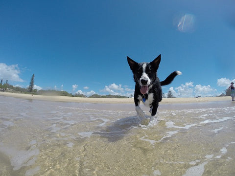 Dog running in water on the beach