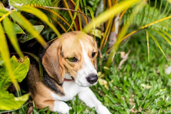 dog in shrubs lyme disease