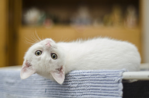 white kitten laying down with their head upside down looking at the camera