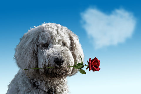 dog with rose in mouth for valentine's day