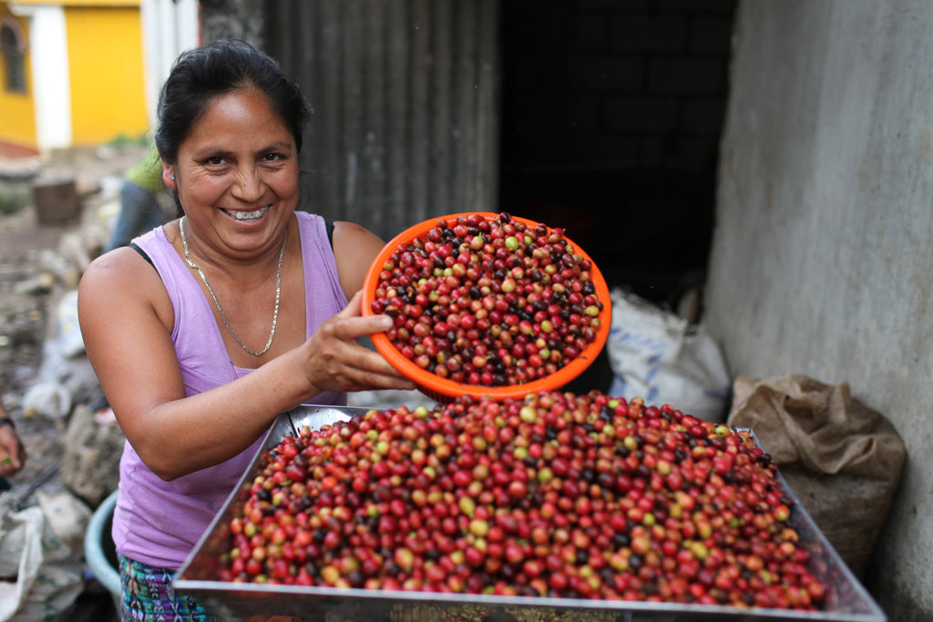 Boulder Organic Coffee - Fair Trade USA & USDA Organic Guatemala Coffee Farm
