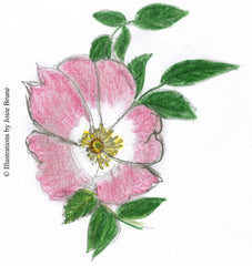 Wild Rose