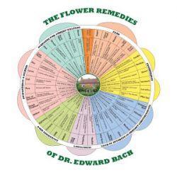 Bach Flower Remedy Chart Free