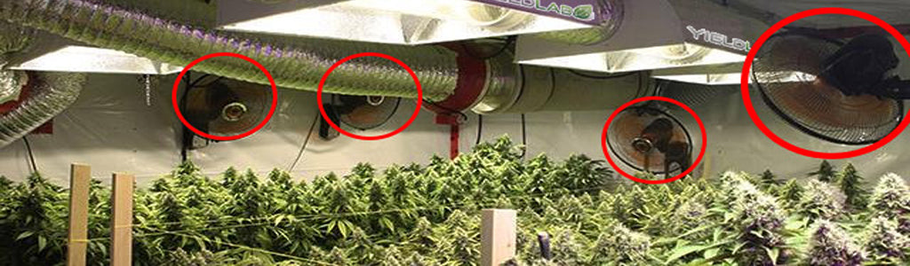 building-the-perfect-marijuana-indoor-grow-room