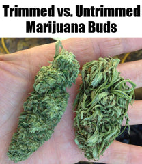 complete-guide-how-to-trim-cannabis-buds-trimmed-vs-untrimmed-marijuana-buds