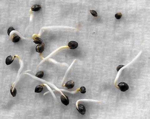 germinatng-cannabis-seeds-mature-marijuana-seeds-growing-cannabis-indoor-grow-room-cannabis-seeds-germinating-via-paper-towel-method