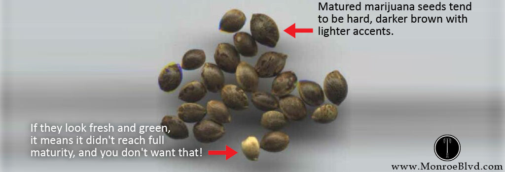 germinatng-cannabis-seeds-mature-marijuana-seeds-growing-cannabis-indoor-grow-room