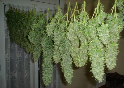 how-to-dry-and-cure-your-marijuana-plant-cannabis-plant-curing-weed-dry-cannabis